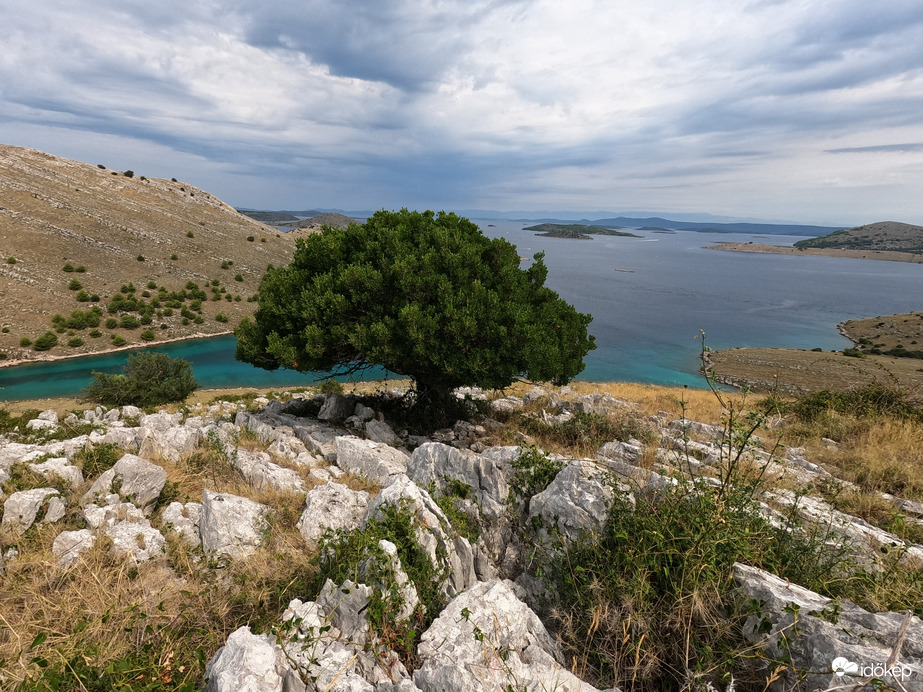 Telascica