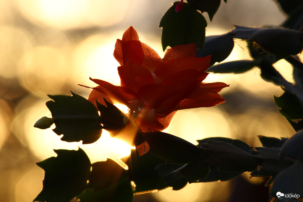 Karácsonyi kaktusz újév első napján