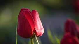 Tulipán és harmat