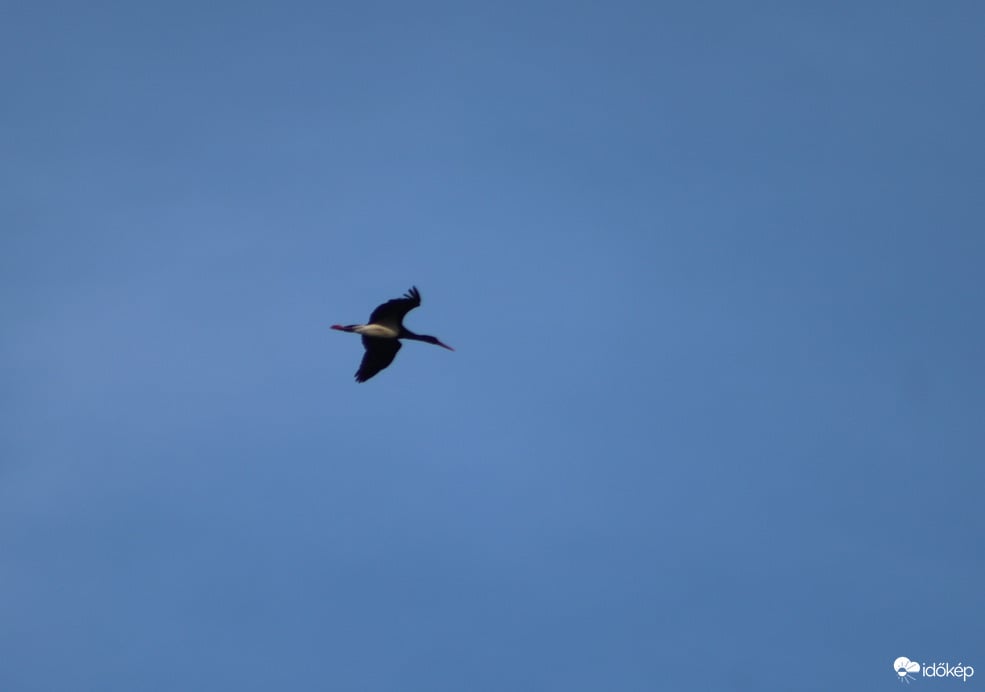 Fekete gólya 