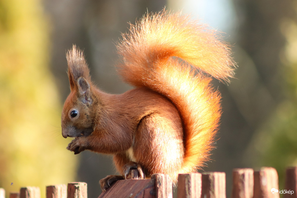 Decemberi napsütésben