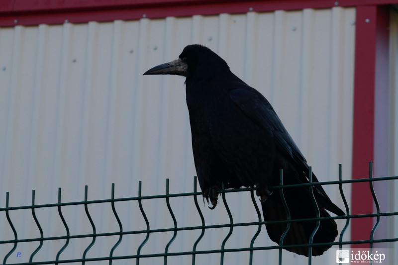 Varjú