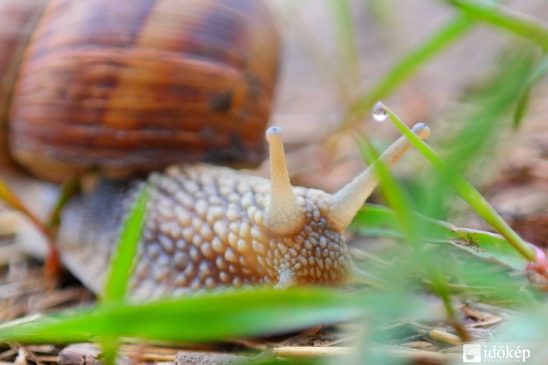 Kukucs