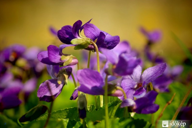 Illatos ibolya
