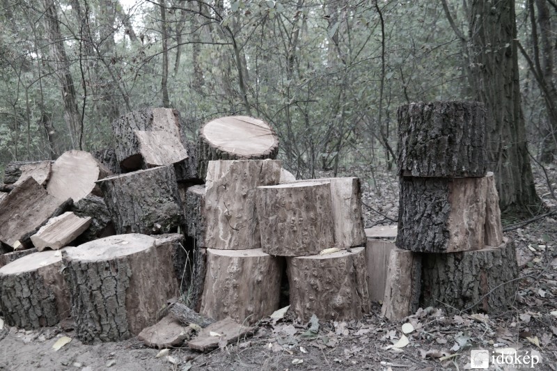 Őszi erdő