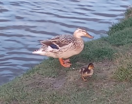 Kikeltek a kiskacsák