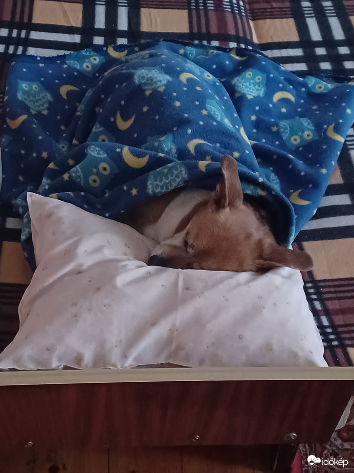 Buksi kutya délelőtti sziesztája