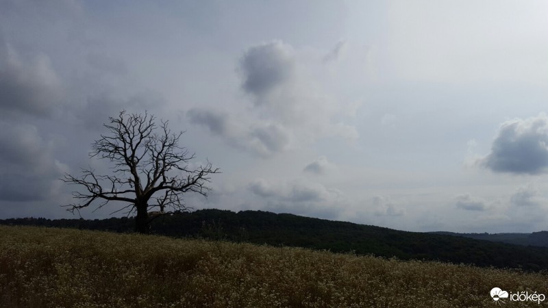 Komló