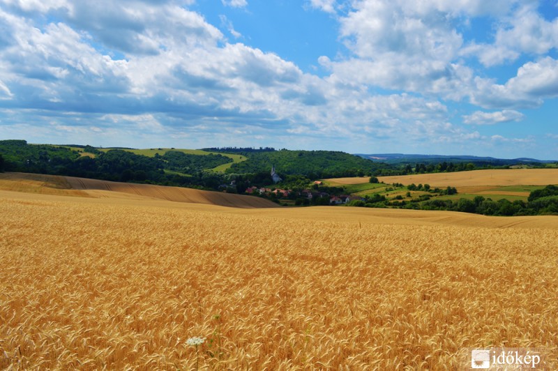 Búzamező Abaligeten