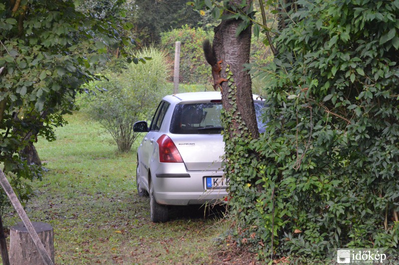 A főkolompos 