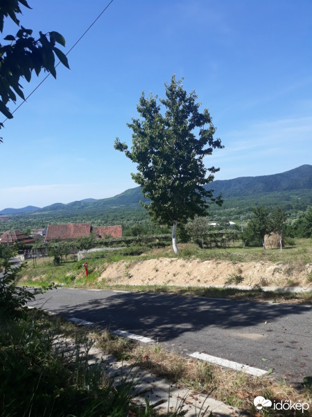 Aliceni