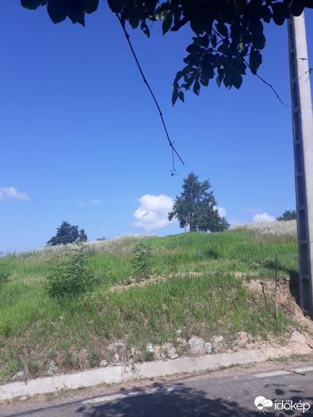 Aliceni