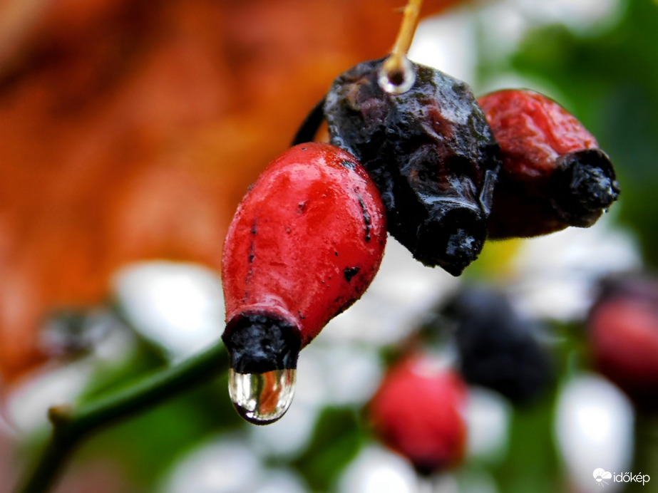 Esőcseppes csipkebogyó