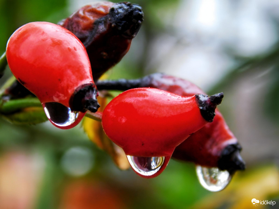 Esőcseppes csipkebogyó