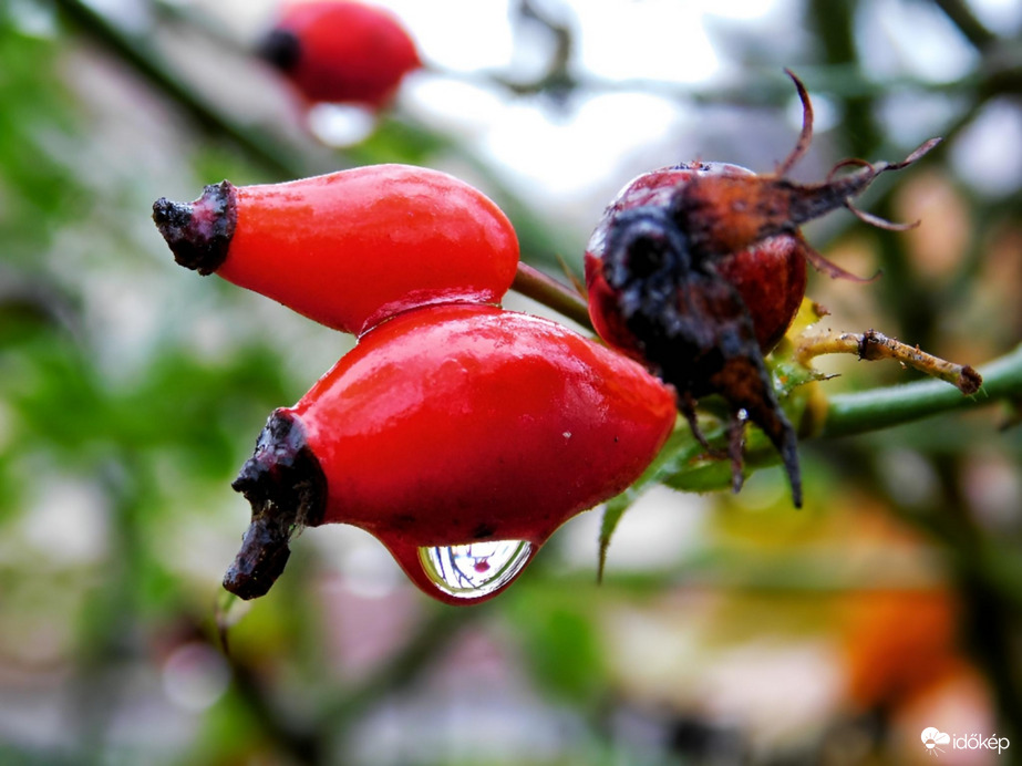 Esőcseppes csipkebogyó