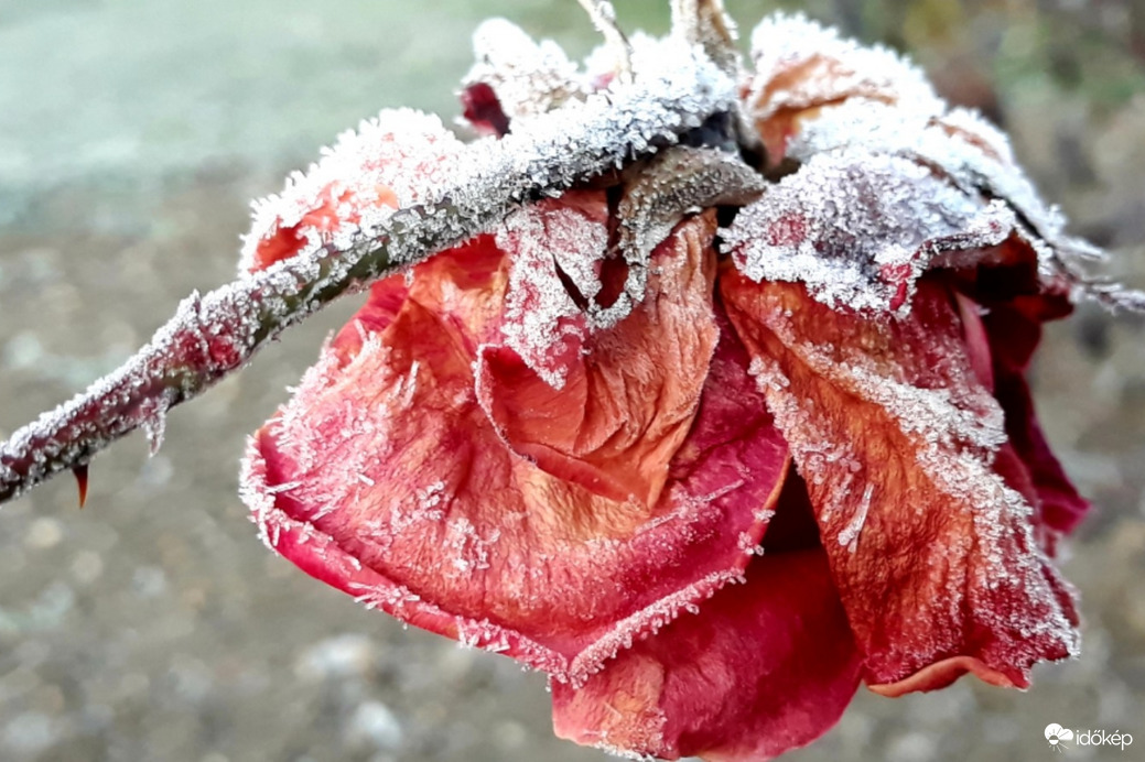 Fagyos volt a reggel...