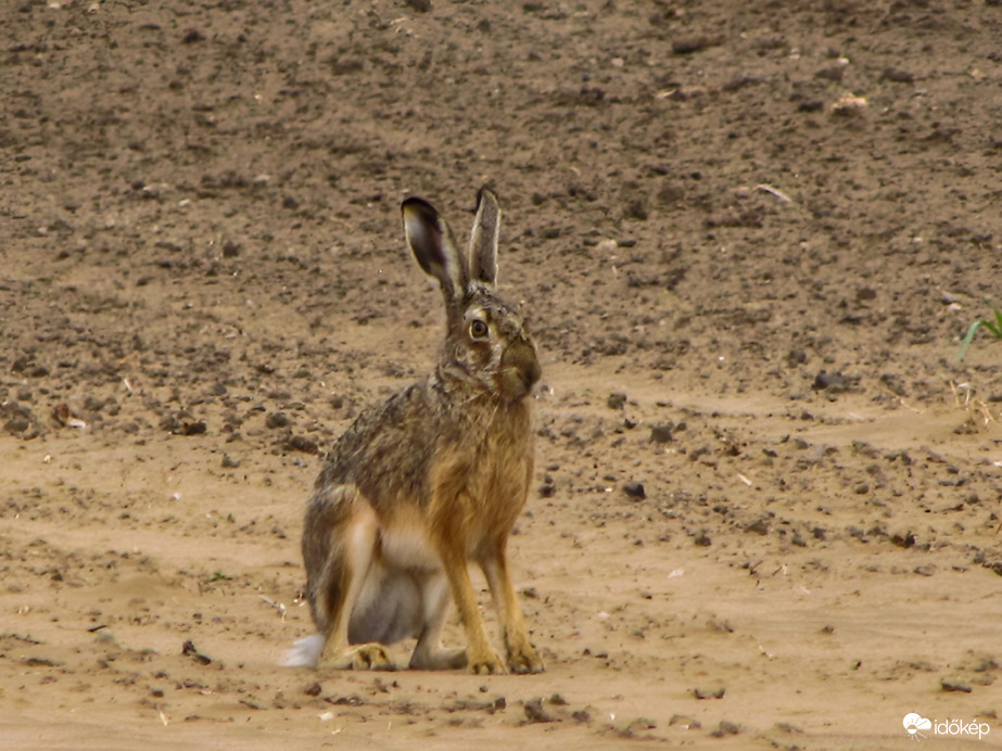 Mezei nyúl a sivatagban