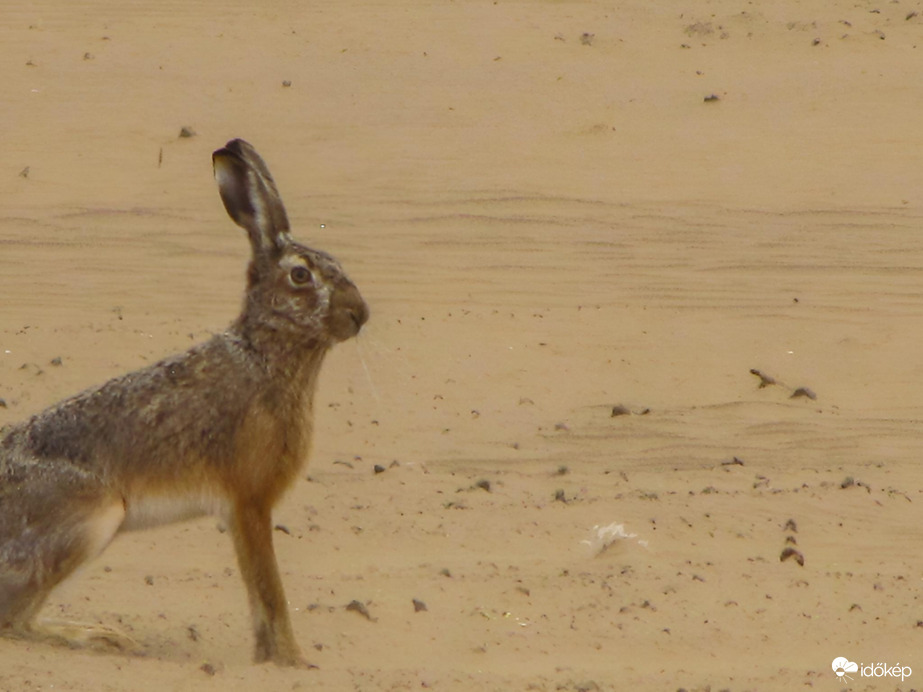 Mezei nyúl a sivatagban