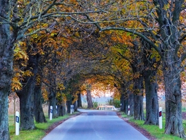 Szigetközi vadgesztenyesor