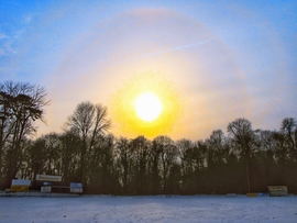 Szigetközi naphaló