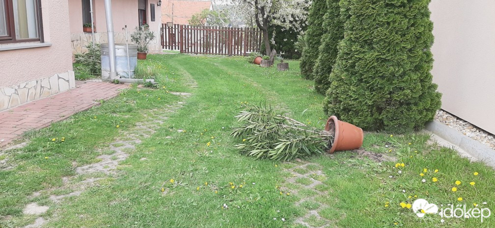 Szár