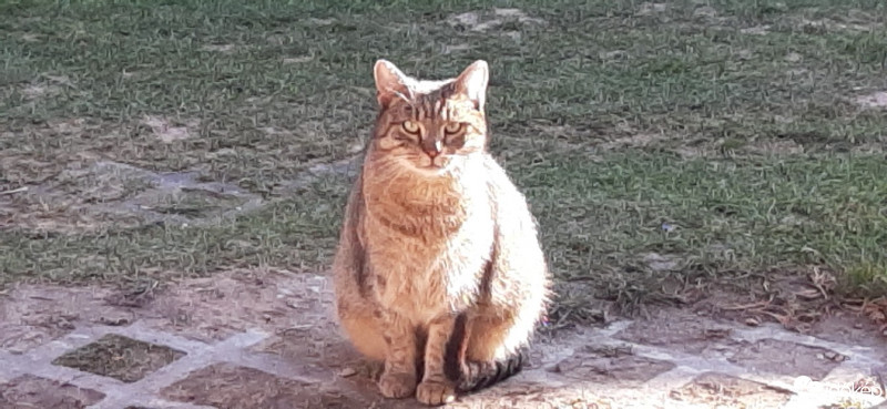 Szár
