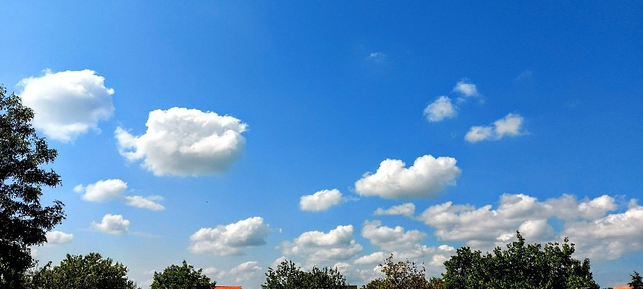 Szár