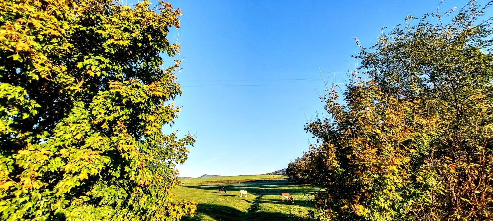 Szár