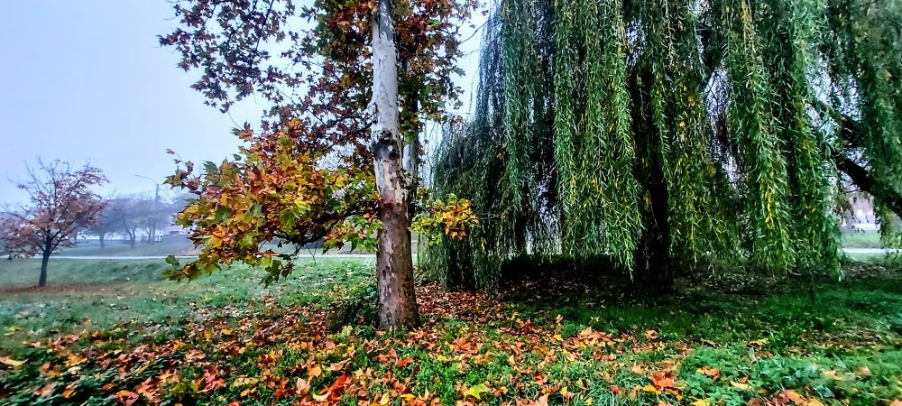 Szár