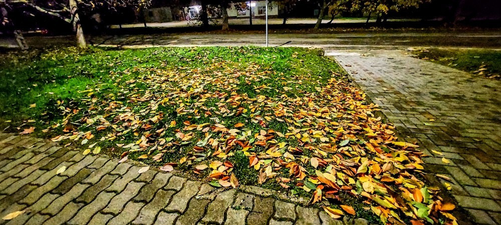 Szár