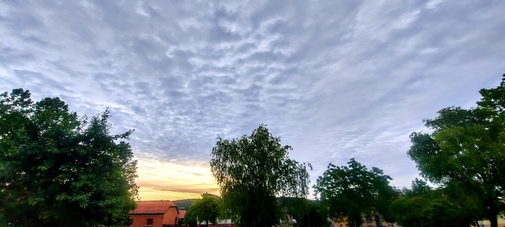 Szár