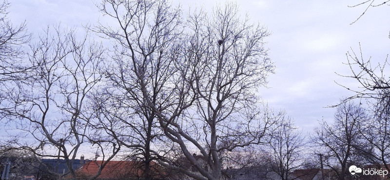 Szár