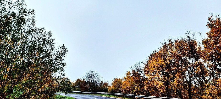Szár
