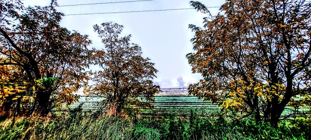 Szár
