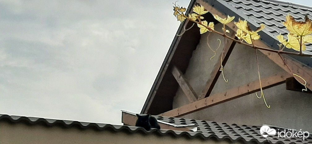 Szár