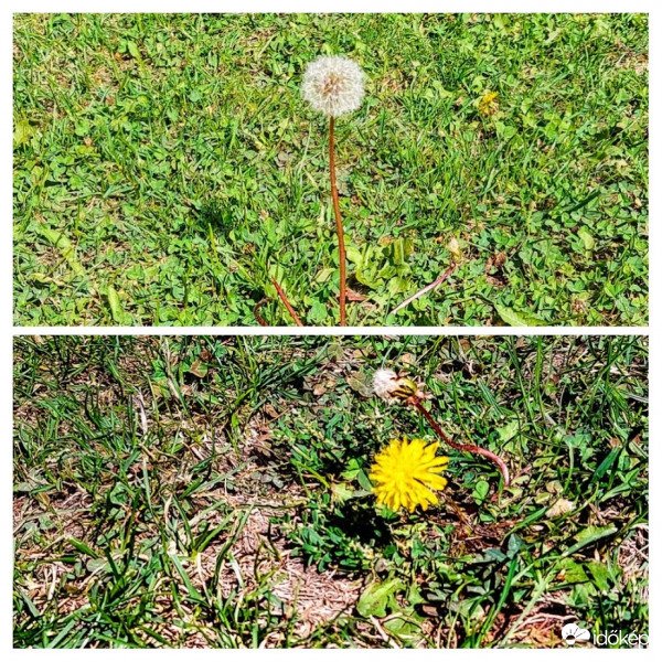 Ki a szelet várja , ki pedig a fünyírót.