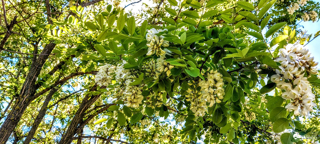 Mi fán terem az akácméz?