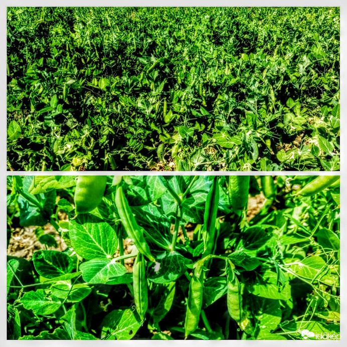 Lesz itt borsót-borsóval.