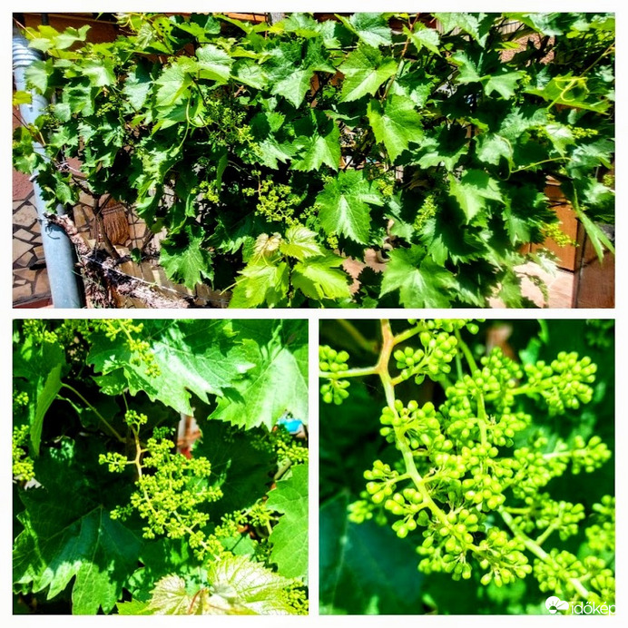 Lesz ám "ihaj-csuhaj" ha beérik !