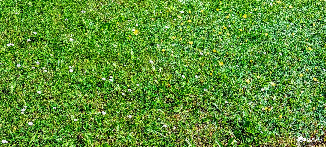 Nagyon szép dísze az udvarnak, de sajnos nemsokára jön a "fodrász".