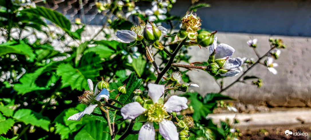 Szeder is lesz-talán-bőven.