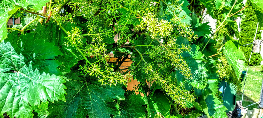 " Érik a szőlő, hajlik a vessző..." Talán még koccinthatunk is.