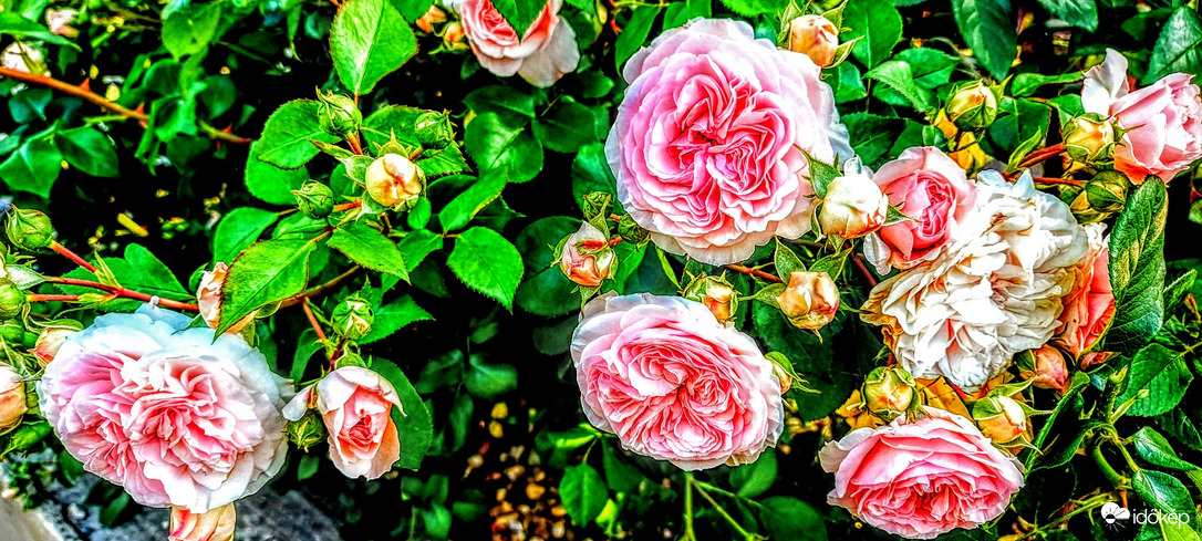 Egy kis szín ebben a változó felhőzetben.