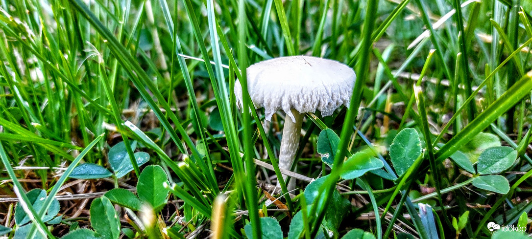 Talán jó lesz reggelire, aztán majd meglátjuk ?