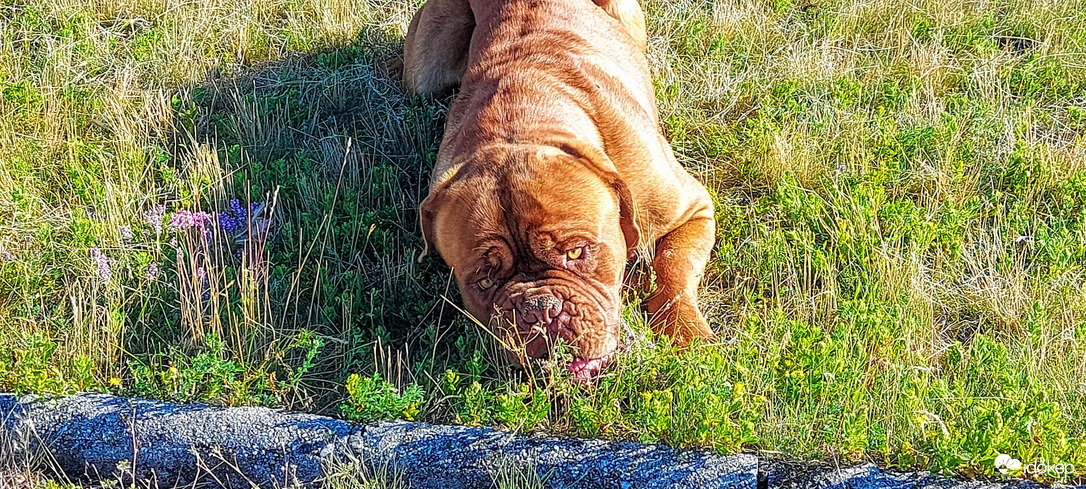 Gyere fussun versenyt !