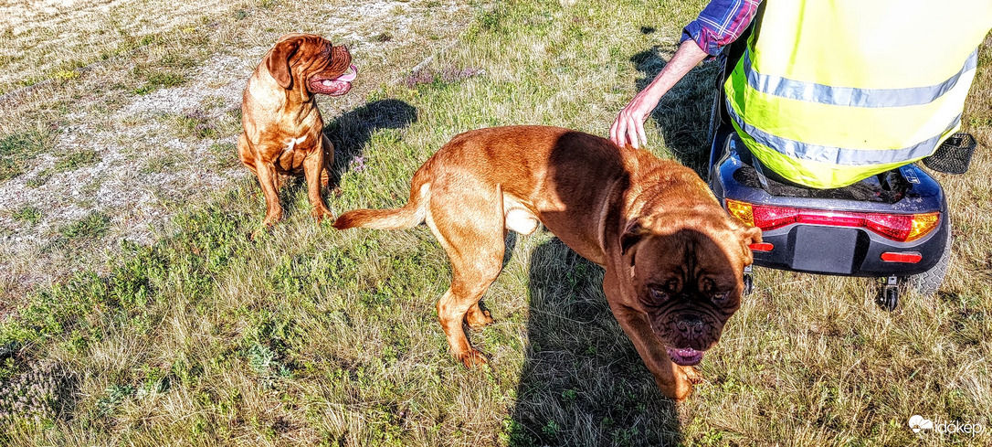 Nagyon veszélyesek ! Majdnem kihúztak a székemből, hogy jobban tudjunk játszani.