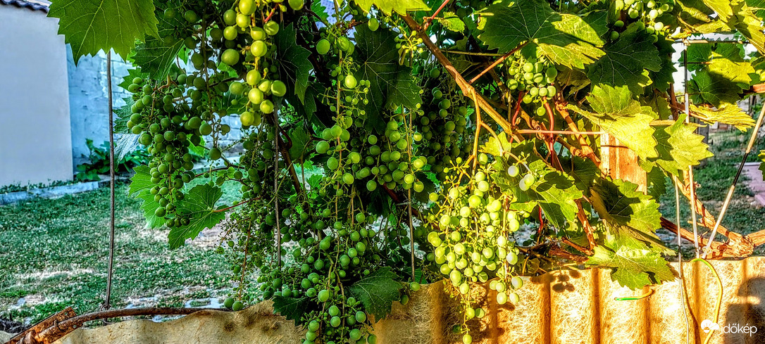 Vizet-vizet, mert aszú lesz belőlünk.