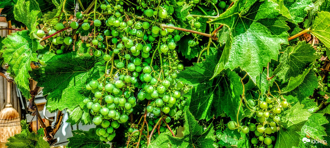 Megy fel a "cukrunk".