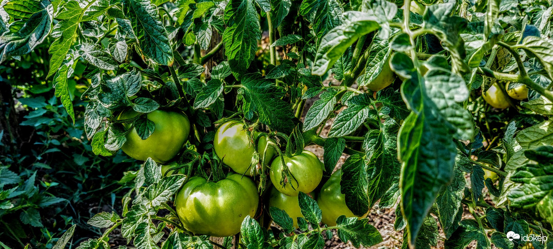 Remélem, lassan pirosodunk.