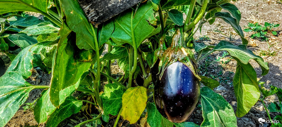 Vegánok ne sírjatok, mert .........